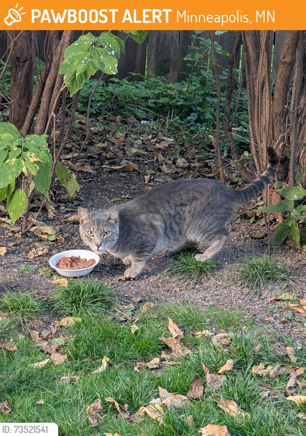 Found/Stray Male Cat last seen 30th Ave N & Lyndale Ave N, Minneapolis, MN 55411