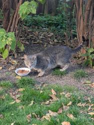 Found/Stray Male Cat last seen 30th Ave N & Lyndale Ave N, Minneapolis, MN 55411
