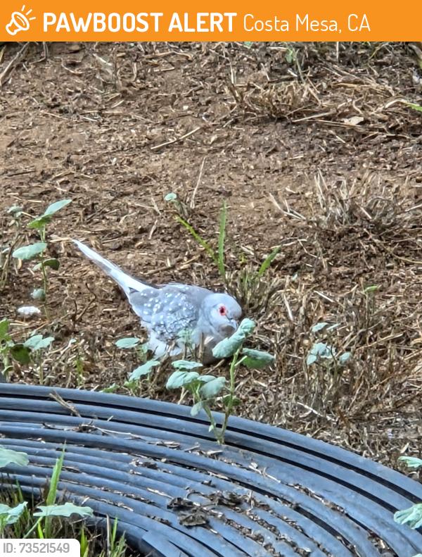 Found/Stray Unknown Bird last seen Fair and Fairview, Costa Mesa, CA 92626