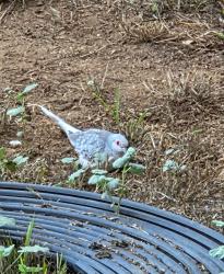 Found/Stray Unknown Bird last seen Fair and Fairview, Costa Mesa, CA 92626