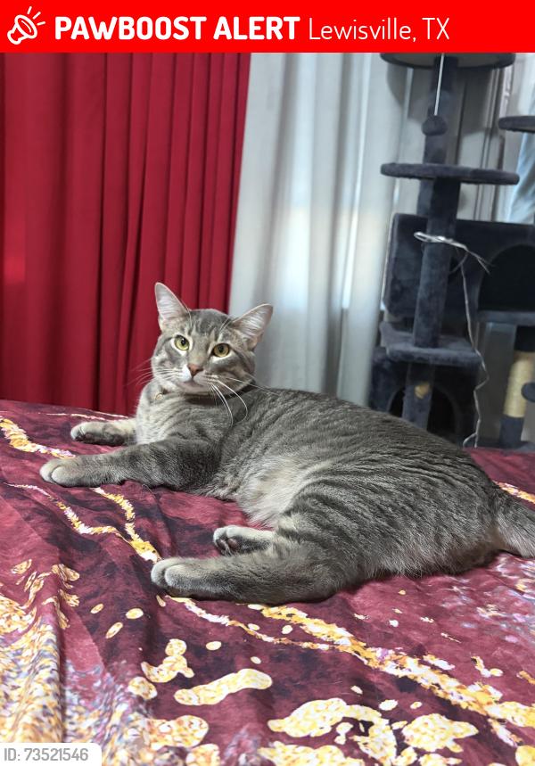 Lost Male Cat last seen Highway 12-, Lewisville, TX 75056