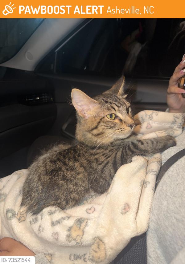 Found/Stray Male Cat last seen Near Hendersonville Rd, Arden, NC 28704, Asheville, NC 28704