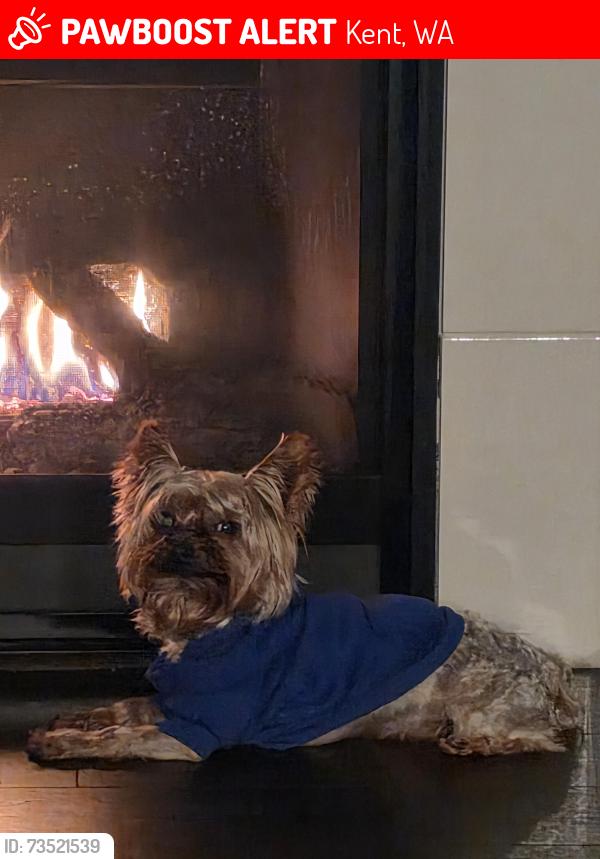 Lost Male Dog last seen 256th, Kent, WA 98030