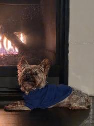 Lost Male Dog last seen 256th, Kent, WA 98030
