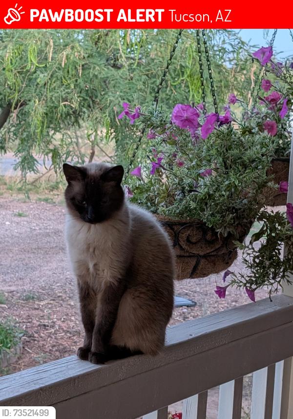 Lost Female Cat last seen Between Speedway and Grant off Silverbell, Tucson, AZ 85745