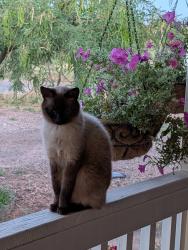 Lost Female Cat last seen Between Speedway and Grant off Silverbell, Tucson, AZ 85745