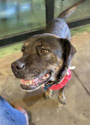 Shelter Stray Female Dog last seen Near Turner Hill Road, 30058, GA, 3280 Chamblee Dunwoody Rd, Chamblee, GA 30341, USA