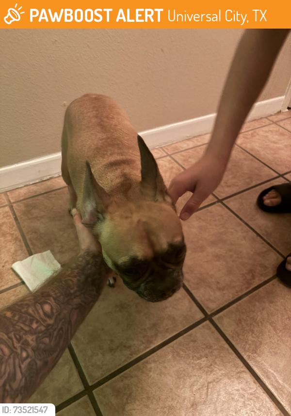Found/Stray Female Dog last seen E wright blvd & trudy, Universal City, TX 78148