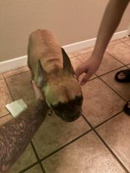 Found/Stray Female Dog last seen E wright blvd & trudy, Universal City, TX 78148