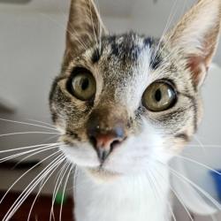 Shelter Stray Female Cat last seen Near 64th Ave, Oakland, CA, 1101 29th Ave, Oakland, CA 94601, USA