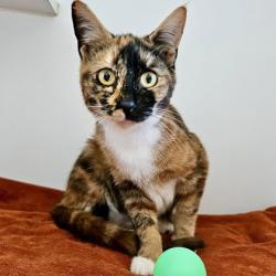 Shelter Stray Female Cat last seen Near 64th Ave, Oakland, CA, 1101 29th Ave, Oakland, CA 94601, USA