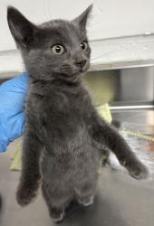 Shelter Stray Female Cat last seen Dumped in OAS Lobby, Oakland,, 1101 29th Ave, Oakland, CA 94601, USA
