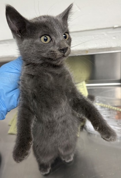 Shelter Stray Female Cat last seen Dumped in OAS Lobby, Oakland,, 1101 29th Ave, Oakland, CA 94601, USA