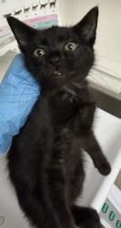 Shelter Stray Male Cat last seen Dumped in OAS Lobby, Oakland,, 1101 29th Ave, Oakland, CA 94601, USA