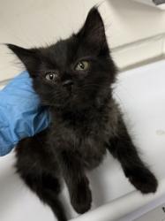 Shelter Stray Male Cat last seen Dumped in OAS Lobby, Oakland,, 1101 29th Ave, Oakland, CA 94601, USA