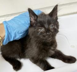 Shelter Stray Female Cat last seen Dumped in OAS Lobby, Oakland,, 1101 29th Ave, Oakland, CA 94601, USA