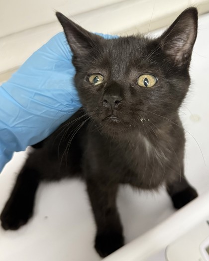 Shelter Stray Male Cat last seen Dumped in OAS Lobby, Oakland,, 1101 29th Ave, Oakland, CA 94601, USA