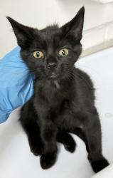Shelter Stray Female Cat last seen Dumped in OAS Lobby, Oakland,, 1101 29th Ave, Oakland, CA 94601, USA