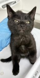 Shelter Stray Male Cat last seen Dumped in OAS Lobby, Oakland,, 1101 29th Ave, Oakland, CA 94601, USA