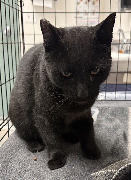 Shelter Stray Male Cat last seen Near 69th Ave, Oakland, CA, 1101 29th Ave, Oakland, CA 94601, USA