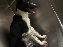 Shelter Stray Female Dog last seen Near Willow Creek Drive, AUSTIN, TX, 78741, 7201 Levander Loop bldg a, Austin, TX 78702, USA