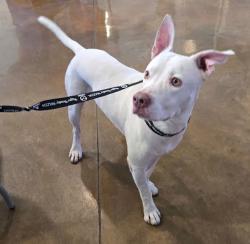 Shelter Stray Male Dog last seen Near Metric Boulevard, AUSTIN, TX, 78758, 7201 Levander Loop bldg a, Austin, TX 78702, USA