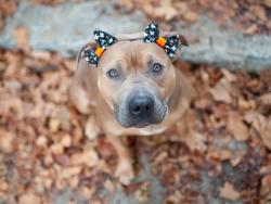 Shelter Stray Female Dog last seen Near 8th Avenue Avenue, NEW YORK, NY, 10039, 326 E 110th St, New York, NY 10029, USA