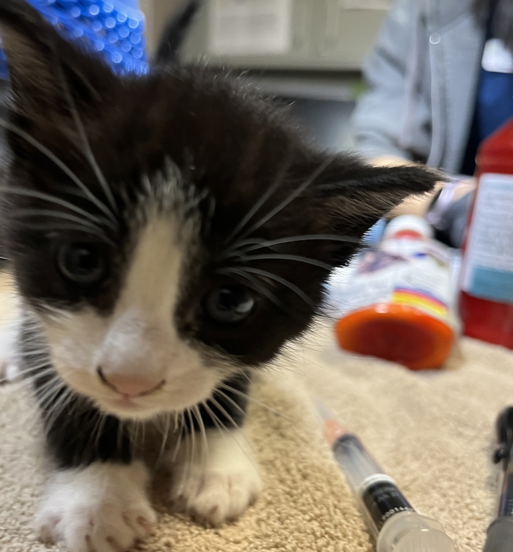 Shelter Stray Unknown Cat last seen Near Marcella St, SAN LEANDRO, CA, 94578, 8323 Baldwin St, Oakland, CA 94621, USA