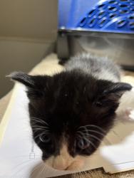 Shelter Stray Male Cat last seen Near Marcella St, SAN LEANDRO, CA, 94578, 8323 Baldwin St, Oakland, CA 94621, USA