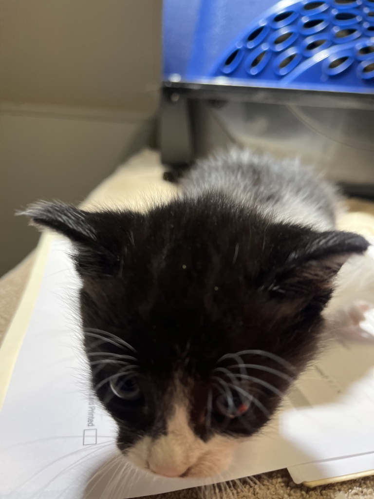 Shelter Stray Male Cat last seen Near Marcella St, SAN LEANDRO, CA, 94578, 8323 Baldwin St, Oakland, CA 94621, USA