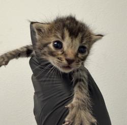 Shelter Stray Female Cat last seen Near Comly Street, San Diego, CA, 92111, 5500 Gaines St, San Diego, CA 92110, USA