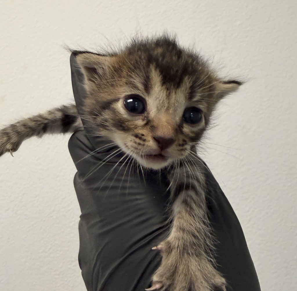 Shelter Stray Female Cat last seen Near Comly Street, San Diego, CA, 92111, 5500 Gaines St, San Diego, CA 92110, USA