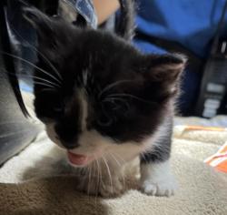Shelter Stray Female Cat last seen Near Marcella St, SAN LEANDRO, CA, 94578, 8323 Baldwin St, Oakland, CA 94621, USA