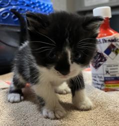 Shelter Stray Female Cat last seen Near Marcella St, SAN LEANDRO, CA, 94578, 8323 Baldwin St, Oakland, CA 94621, USA