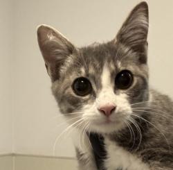 Shelter Stray Female Cat last seen Left on Gaines Street- Originally found in Mission Bay, San Diego, CA, 92109, 5500 Gaines St, San Diego, CA 92110, USA
