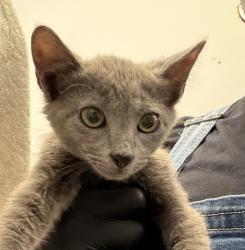 Shelter Stray Male Cat last seen Left on Gaines Street- Originally found in Mission Bay, San Diego, CA, 92109, 5500 Gaines St, San Diego, CA 92110, USA