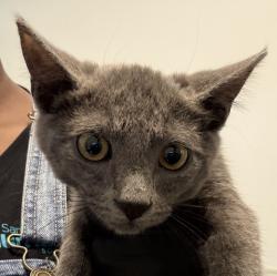 Shelter Stray Female Cat last seen Left on Gaines Street- Originally found in Mission Bay, San Diego, CA, 92109, 5500 Gaines St, San Diego, CA 92110, USA
