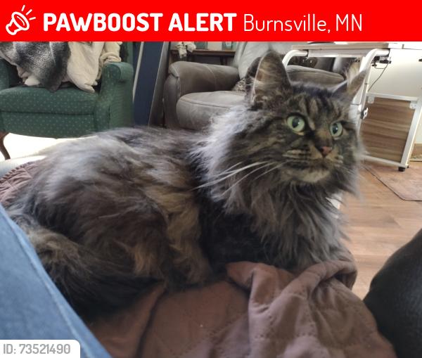 Lost Female Cat last seen Mc Andrews Road and Aldrich Ave, Burnsville, MN 55337