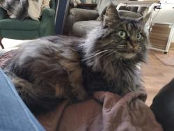 Lost Female Cat last seen Mc Andrews Road and Aldrich Ave, Burnsville, MN 55337