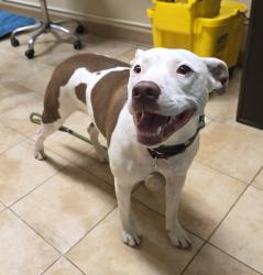 Shelter Stray Female Dog last seen Lewis and Clark Park, PORTLAND, OR, 97220, 1700 W Historic Columbia River Hwy, Troutdale, OR 97060, USA