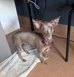 Shelter Stray Female Dog last seen Near Ashford Street, San Diego, CA, 92111, 5500 Gaines St, San Diego, CA 92110, USA