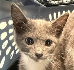 Shelter Stray Female Cat last seen Left on Gaines Street- Originally found in Mission Bay, San Diego, CA, 92109, 5500 Gaines St, San Diego, CA 92110, USA