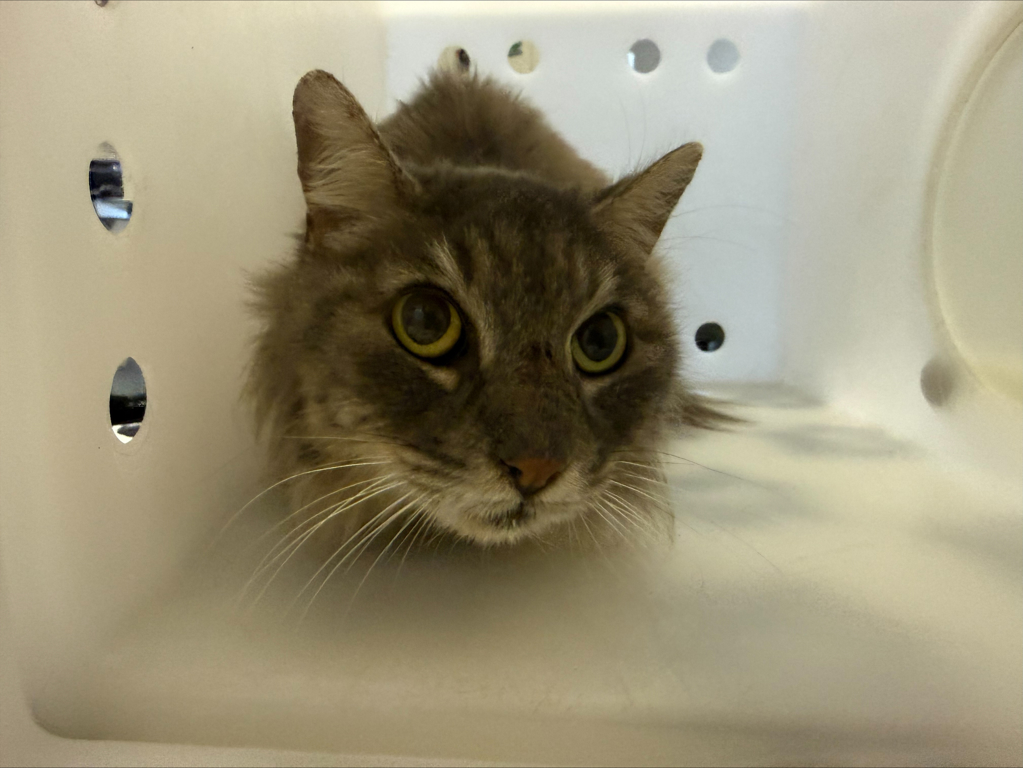 Shelter Stray Female Cat last seen Near N Vulcan, Encinitas, CA, 92024, Oceanside, CA 92058, USA