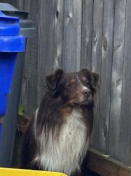 Reunited Unknown Dog last seen SE Market and SE 85 th, Portland, OR 97216