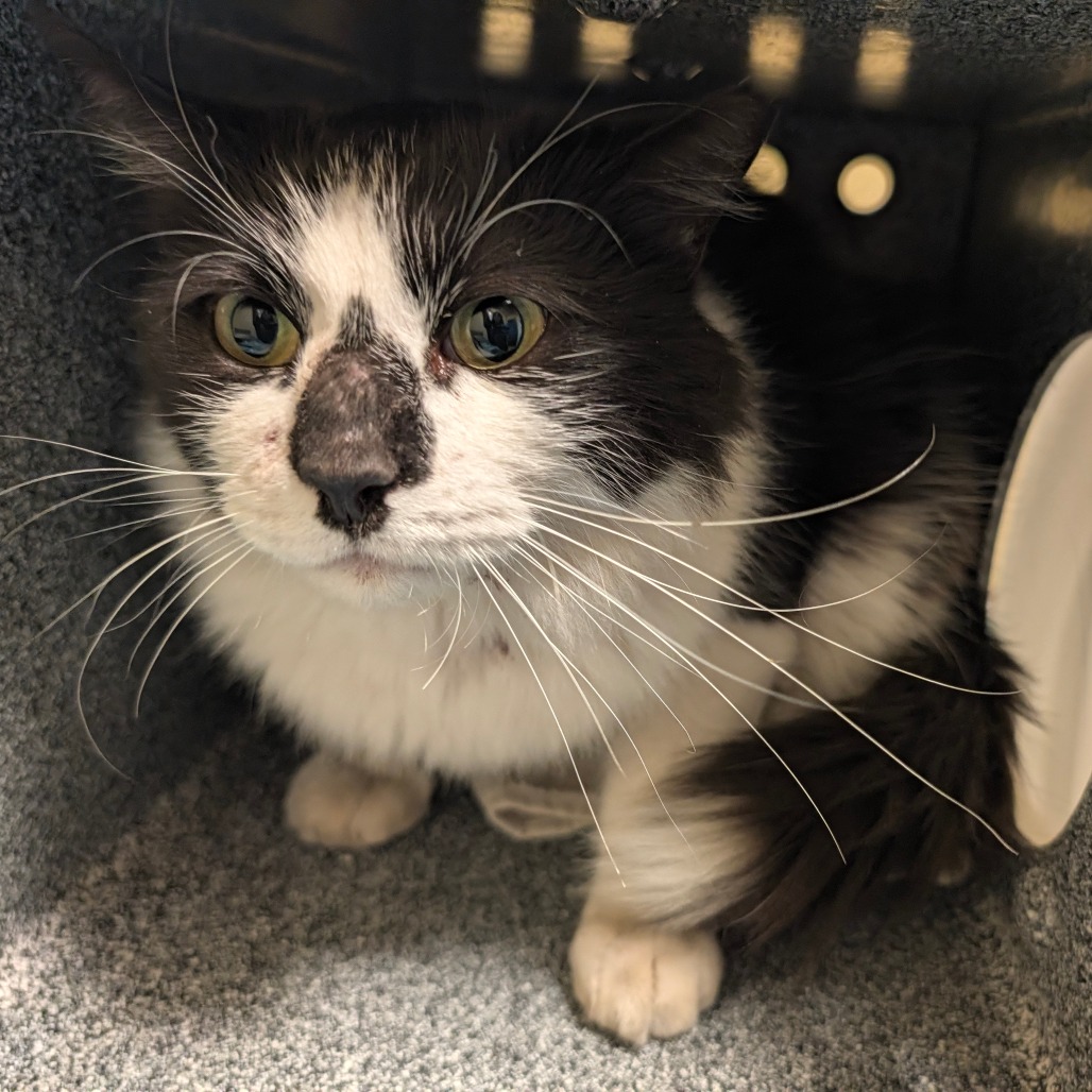 Shelter Stray Male Cat last seen , 361 S Raymond Ave, Pasadena, CA 91105, USA