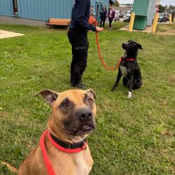 Shelter Stray Male Dog last seen , Animal Care & Control Team of Philly, 111 W Hunting Park Ave, Philadelphia, PA 19140, USA