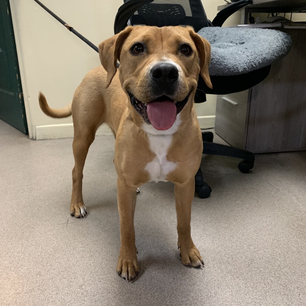 Shelter Stray Female Dog last seen , 361 S Raymond Ave, Pasadena, CA 91105, USA
