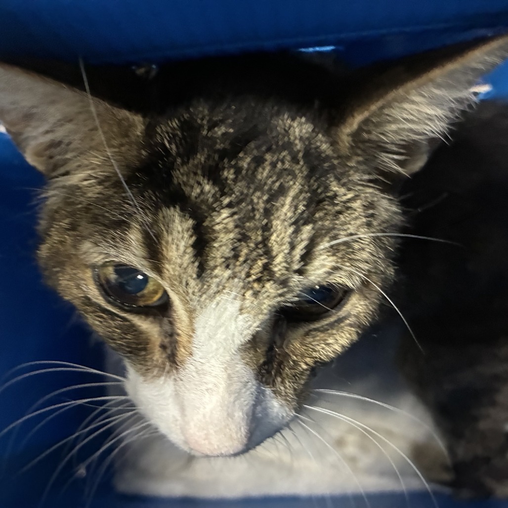 Shelter Stray Unknown Cat last seen , 361 S Raymond Ave, Pasadena, CA 91105, USA