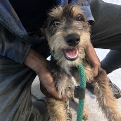Shelter Stray Male Dog last seen , Animal Care & Control Team of Philly, 111 W Hunting Park Ave, Philadelphia, PA 19140, USA