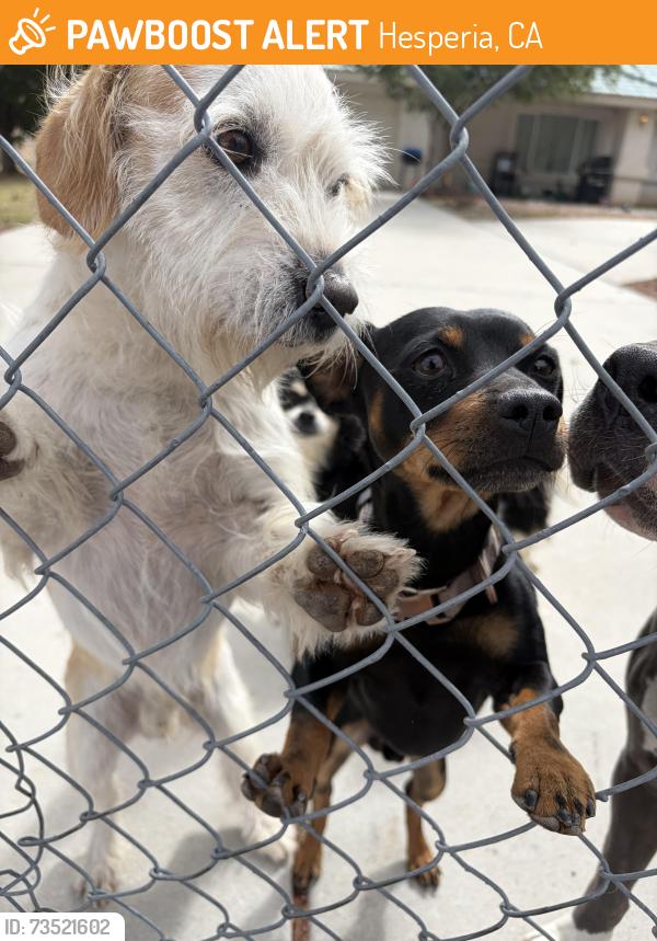 Found/Stray Male Dog last seen Peach Danbury, Hesperia, CA 92345